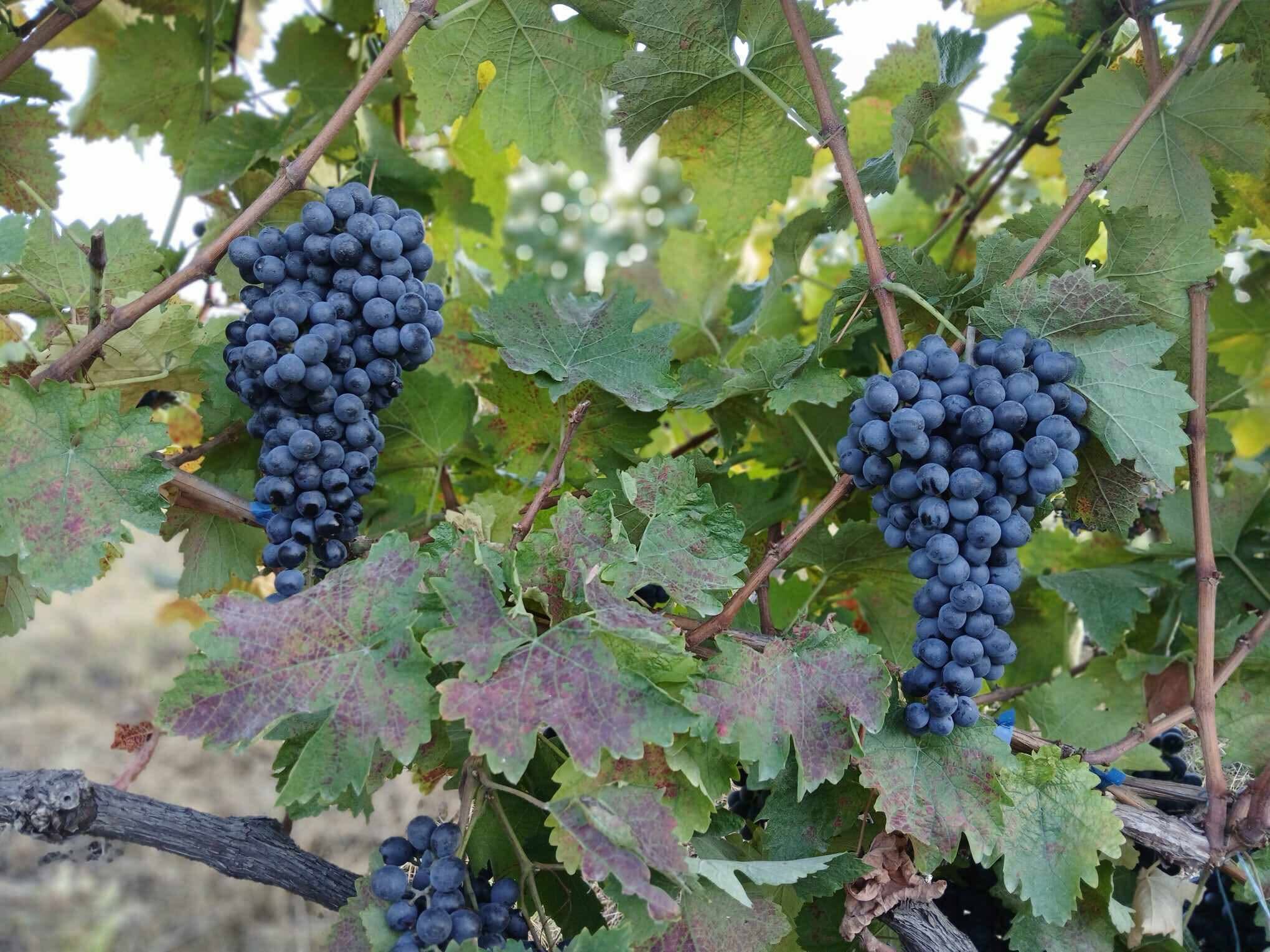 Շաբաթ օրը մեզ է բերում անոթ գոտու, անհերբիցիդային, գլխարկի