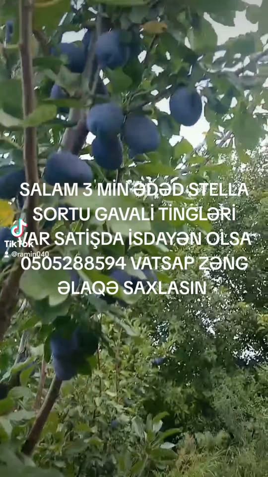 Stella gavalı tingləri, 3000 ədəd