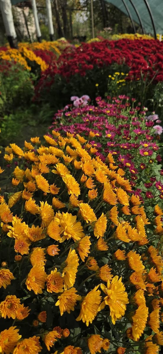 Cüce Multiflora krizantemler Kvareli'de
