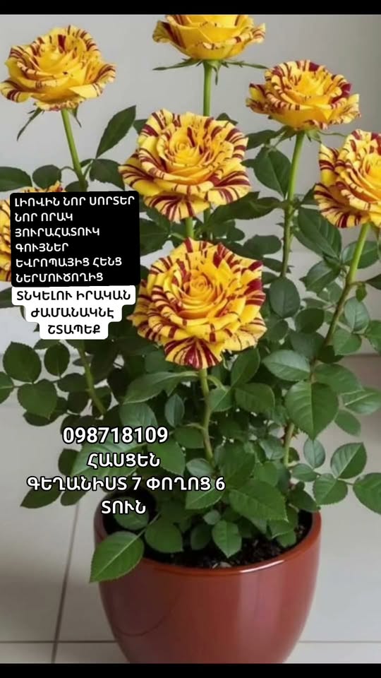 MAKUR HOLLANDAKAN YENİ SÖRTİ VARDERLERİNİN TANITIMI