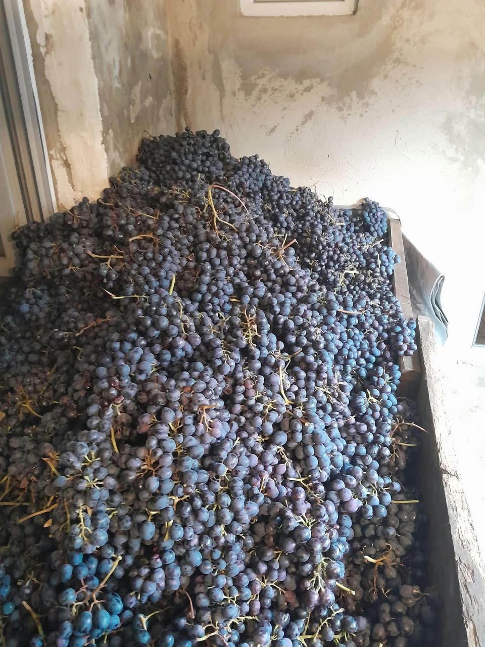 Ocalka ve Aladaştur da günlük hasat - 1.5₾