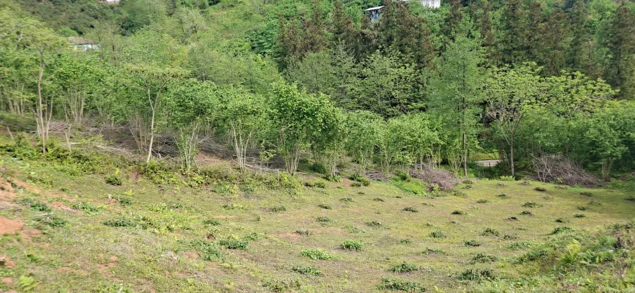 Torpaq sahəsi, Batumi — $37
