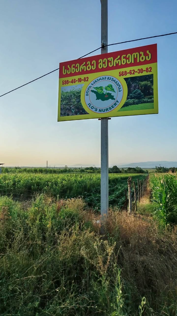 Ilo'nun seralarından gelen meyvelerle başladık
