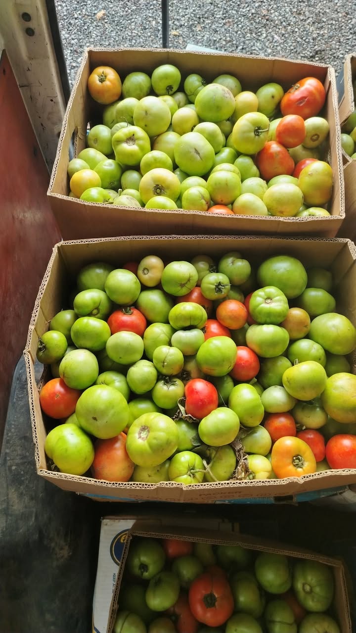 🍅 შემღვრეული პამიდორი — 1.30 ₾