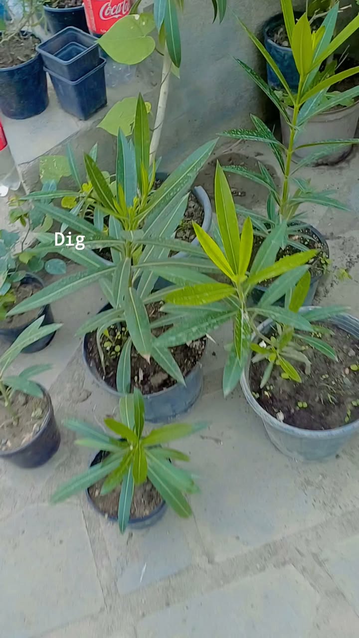 Colorful oleanders for home and yard