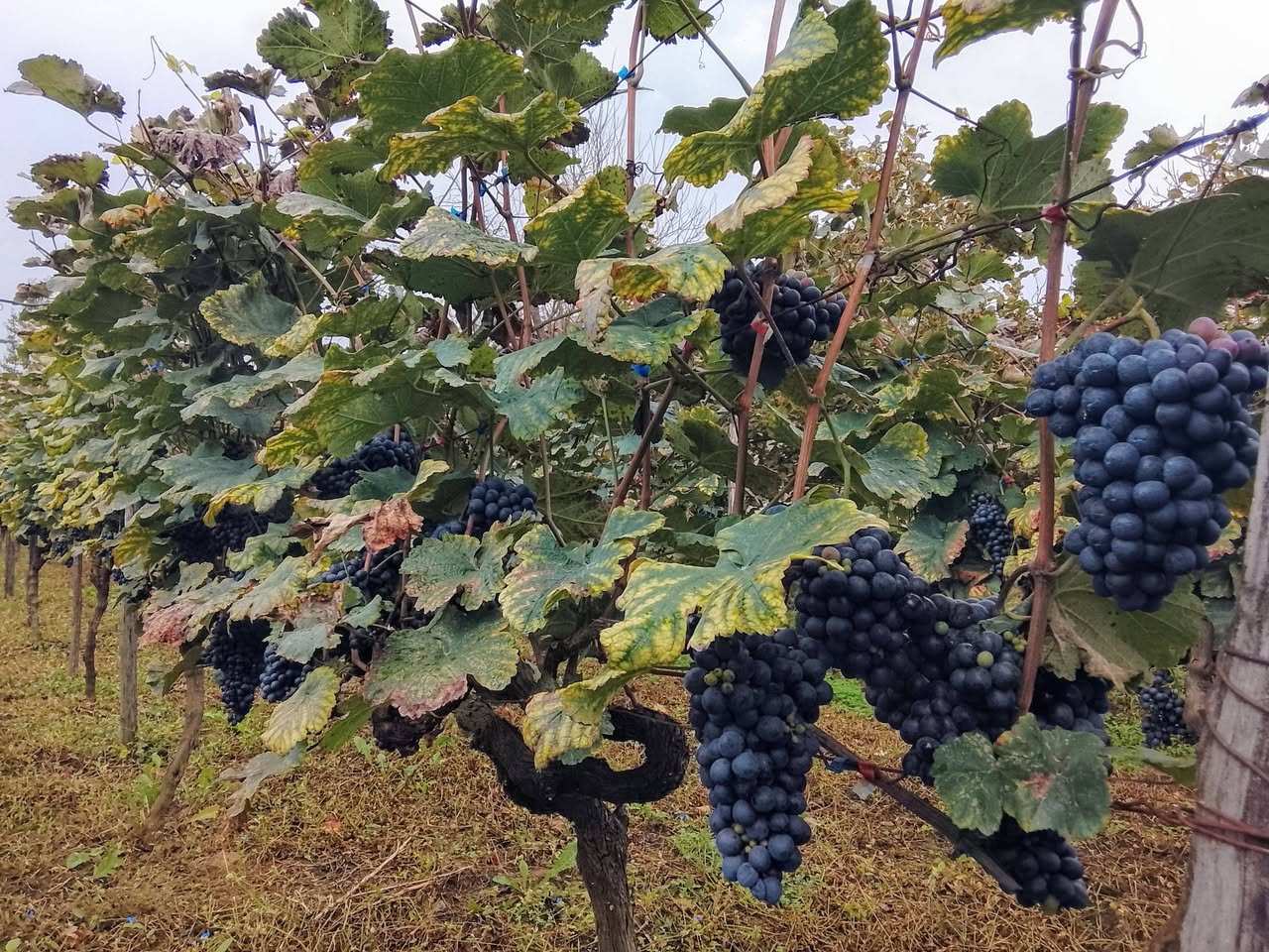 Aladaştur'da İkinci Sviri köyünde üzüm satılır