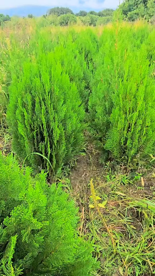 🌲 Ən yaxşı ağacları bizə bağlayın və yerində təchiz edin
