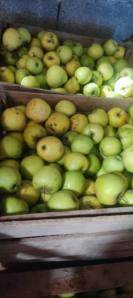 Elma satılır, Golden 0.50 beyaz, daha iyi kalite 0.70 - 0.5₾