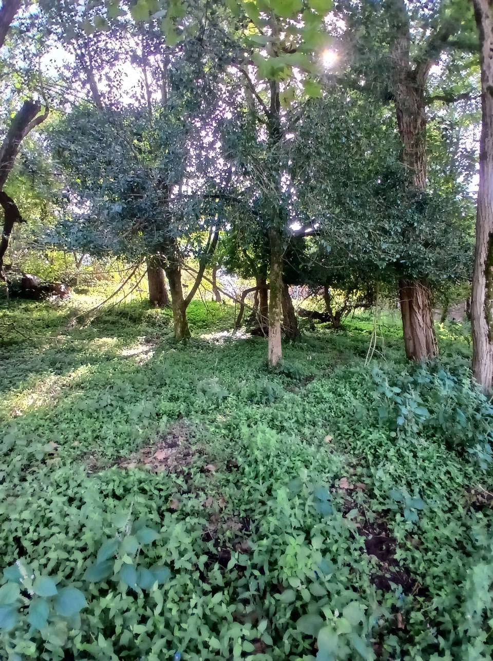 Non-agricultural land plot, 8500 sq.m, sold