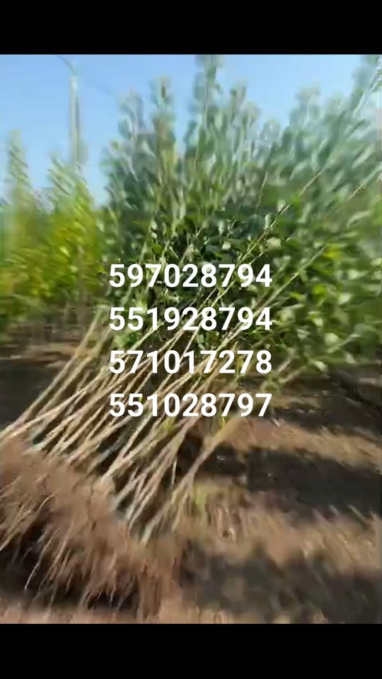 🌳🌱 Varketili fermasında satılır — meyvələri