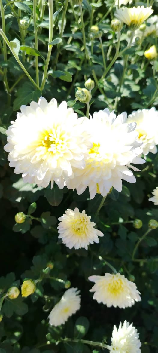 💐 En güzel krizantem çiçeklerini sunuyoruz! 💐