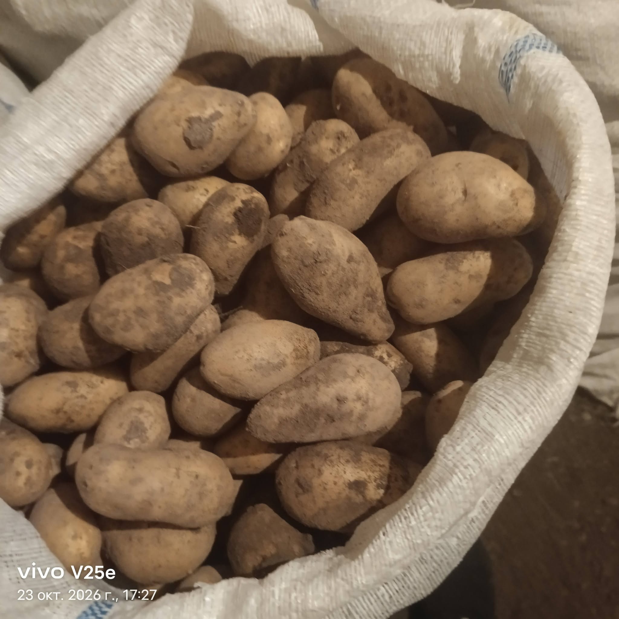 Arizona seed potatoes, sack