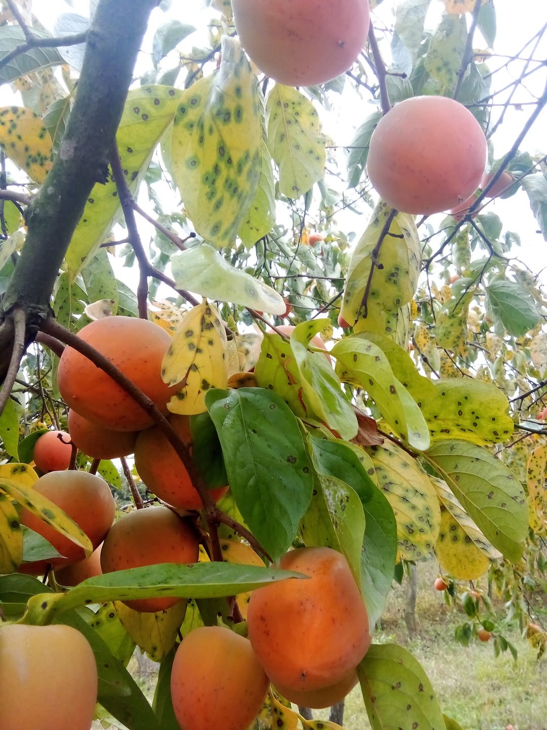 Yapon xurması 1 tona Lagodexi şəhərində