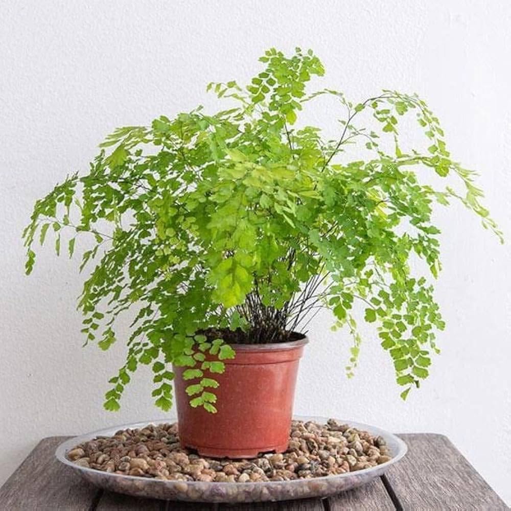 Adiantum 17 азн