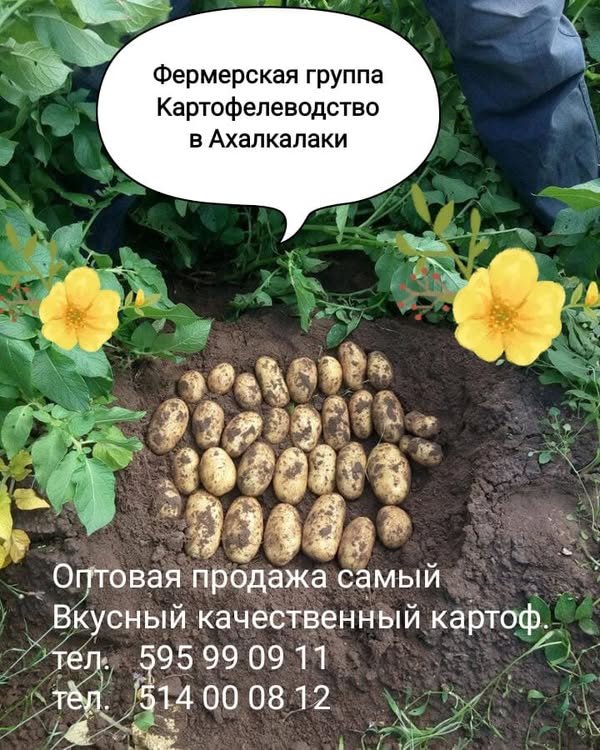 Pikaso sortu kartofel satilir. Mne lazim miqdari