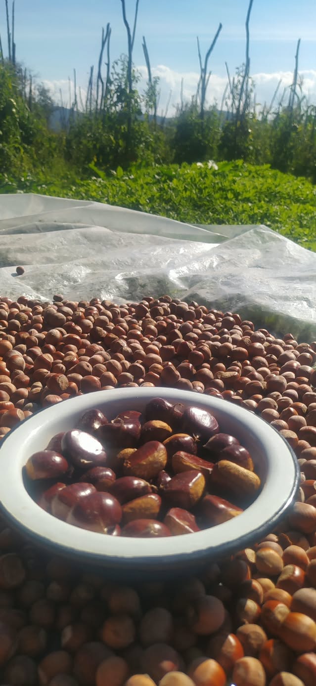 13 oktyabrda mexneba Kaxetis tsabli. 10 lari